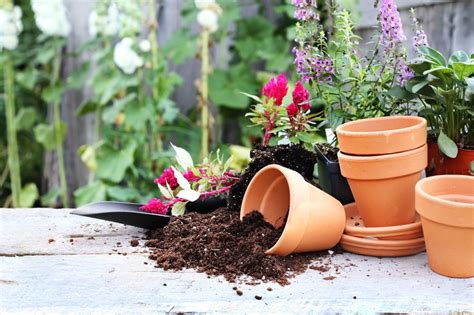 Unlock The Potential Of Your Container Garden With Indoor And Outdoor