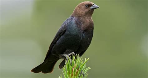 Brown Headed Cowbird Identification All About Birds Cornell Lab Of