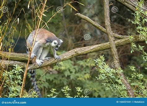 Ring Tailed Lemur Lemur Catta A Strepsirrhini Primate With An