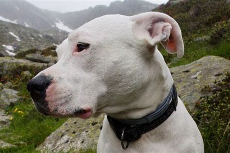 Did you scroll all this way to get facts about fat doggo decal? Dogo Argentino | Dogo Argentino characteristics, appearance