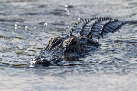 Alligator Floating On The Water In Everglades National Park Florida