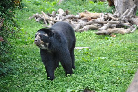 Chester Zoo Sept 2014 Chester Zoo Spectacled Bear Flickr