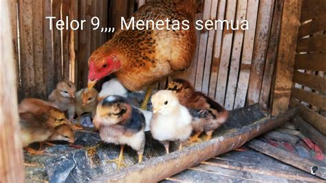 'iya benar dan juga seksi'. Telor 9 menetas semua indukan ayam kampung - YouTube