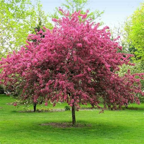 Those that flower in summer should be pruned in winter or early. Prairifire Crabapple Trees for Sale | BrighterBlooms.com