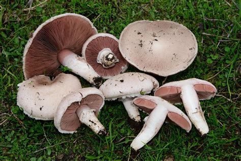 Champiñones Agaricus Picture Mushroom