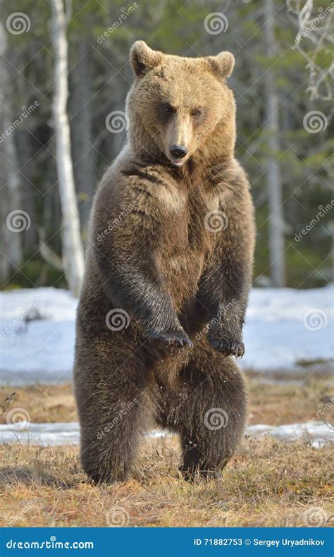 Brown Bear Ursus Arctos Standing On His Hind Legs In Spring Forest