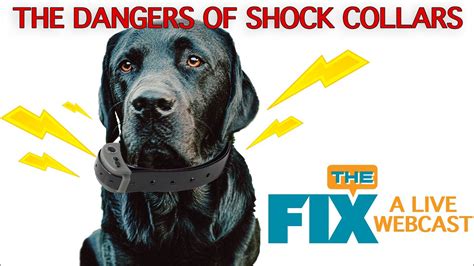 The Fix Im Shocked The Dangers Of Shock And Prong Collars Youtube