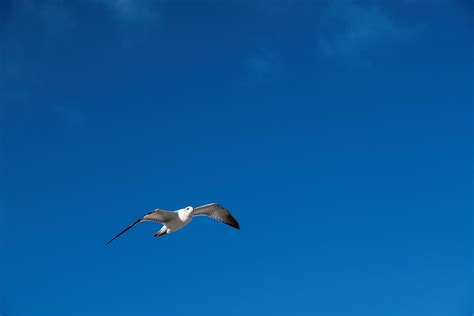 Seagull Flying Against A Blue Sky Stockfreedom Premium Stock