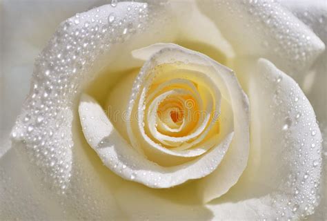 White Rose Stock Photo Image Of Transparent Festive 17418256