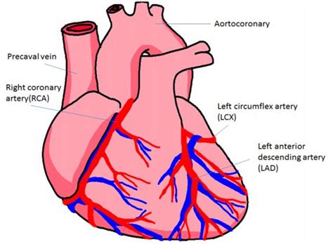 As such, it needs its own blood supply system to keep it in working order. Heart Coronary Artery System Diagram | of the human heart ...