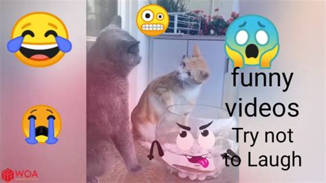 Try Not Laugh Or Grin While Watchingfunny Animals Compilation Youtube