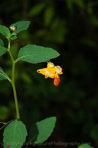 Photos And Characteristics Of Impatiens Capensis ~ Jewelweed