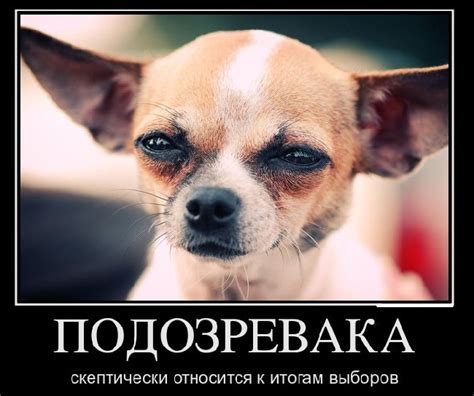 Смешные картинки про собак с надписью 100 фото