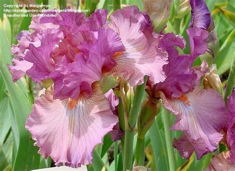 Plantfiles Pictures Tall Bearded Iris Dark Heart Iris By Margiempv