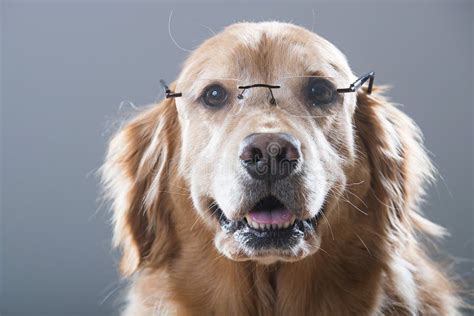 Happy Golden Retriever Dog Smiling And Wearing Reading Glasses Stock