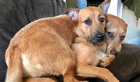 dog adoption Archives | Animal Shelters Near Me