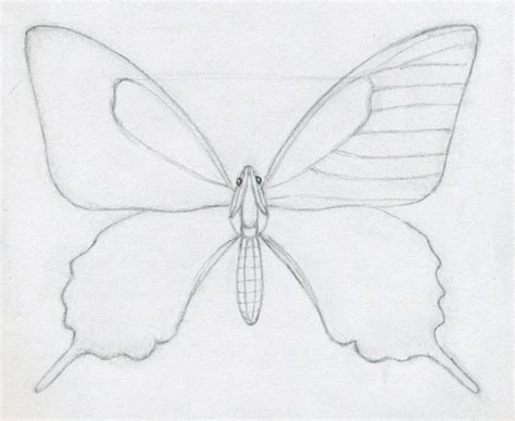 How To Draw A Butterfly Mulberry