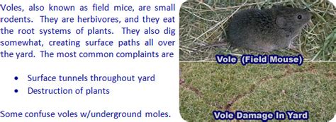 How To Kill Voles With Poison Or Other Methods