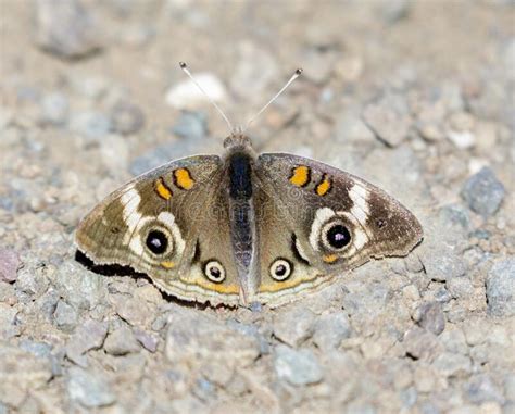 Common Buckeye Butterfly Isolated Stock Photos Free And Royalty Free