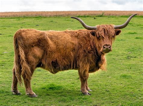 Our Native Breed Cattle Millers Of Speyside