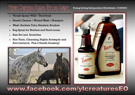 Essential Oils For Horses Essential Oils Easential Oils Best