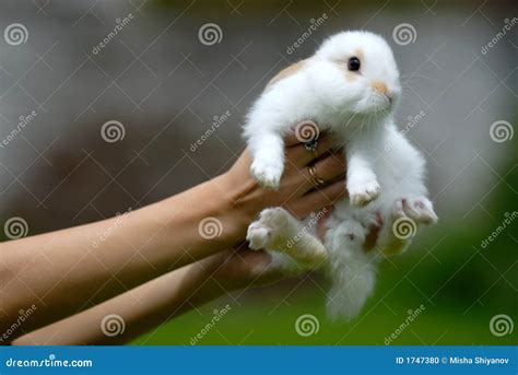 White Rabbit In Hands Stock Photo Image Of Eyes Paws 1747380