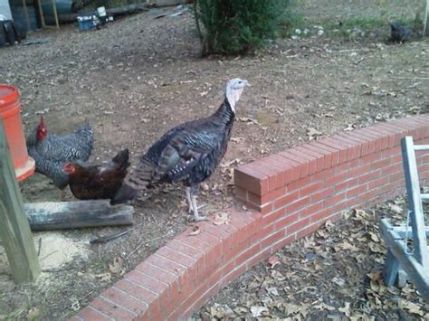 Eastern Wild Turkey Gender Backyard Chickens
