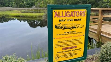 Following The Latest Hilton Head Alligator Attack Here Are Safety Tips