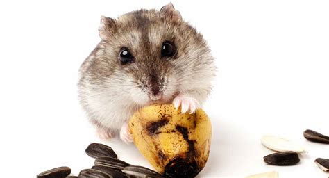 After getting the answer to can hamsters eat bananas? your next question will automatically be about dwarf hamsters if that's the type you own. Can Hamsters Eat Bananas? A Complete Guide To Bananas For ...