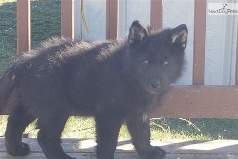 Rumi Wolf Hybrid Puppy For Sale Near Richmond Indiana Cd12e077 Bed1