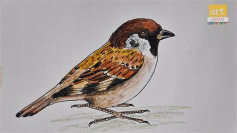 Details 71 House Sparrow Sketch Ineteachers