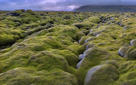 Moss Covered Lava Fields In Iceland Imgur Image Photography Amazing