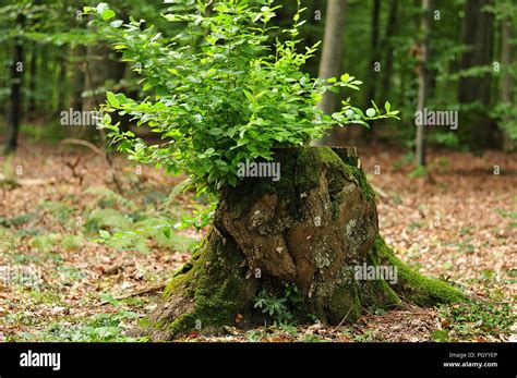 Stump Of A Beech Tree With Fresh Green Branches Growing Out Of It In