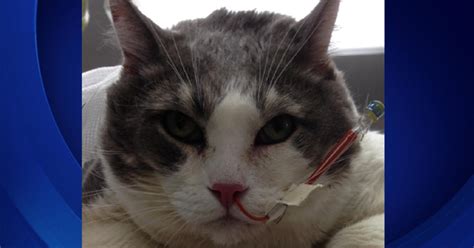 A Flabby Tabby Riverside Cat Hospital Adopts 37 Pound Kitty With Medical Condition Cbs Los