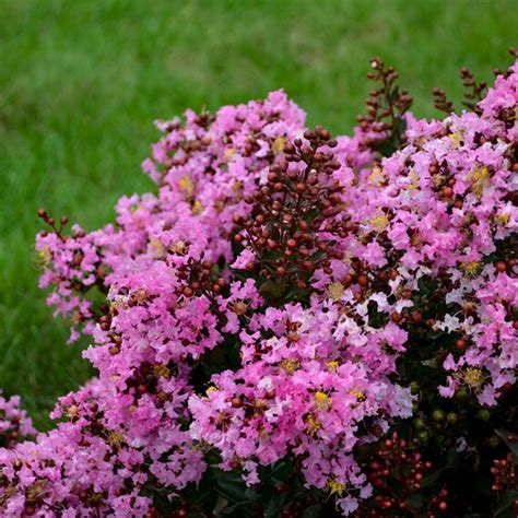 Live Lagerstroemia Perky Pink Perennial Plant Etsy