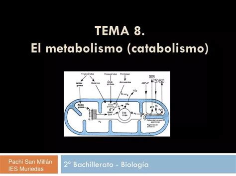Ppt Tema 8 El Metabolismo Catabolismo Powerpoint Presentation Hot Sex Picture