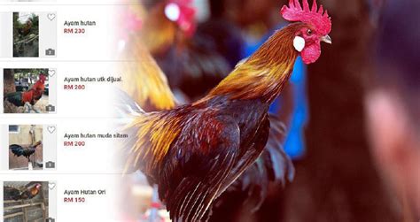 Ayam hutan biasa di tangkap untuk di jadikan sebagai ayam peliharaan ataupun untuk di jual. Seekor RM500 | Harian Metro