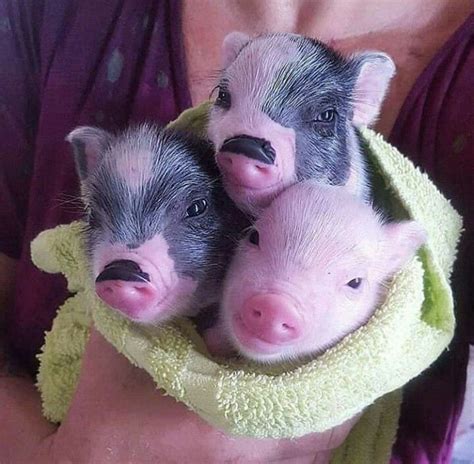 Pin By Baelian Mcnaught On Porquinhos Cute Baby Pigs Baby Pigs Cute