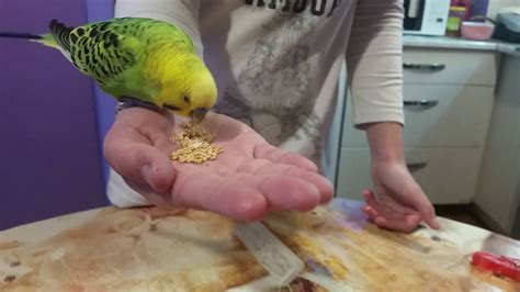 Parakeet Feed By Hand YouTube