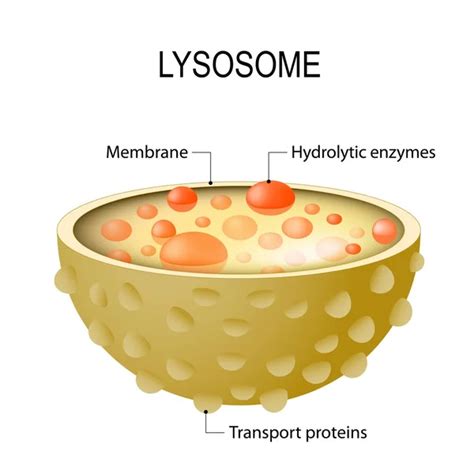 What Is The Function Of Lysosome In Animal Cell Lysosome