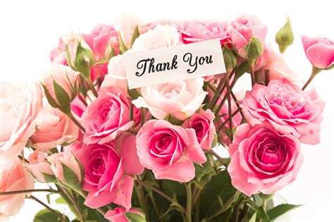 Thank You Card With Bouquet Of Pink Roses Stock Photo Download Image