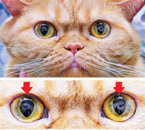 知ってるようで知らない「猫の目の病気7つ」（ねこのきもちnews）