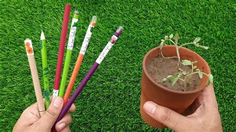 Seed Pencils Plantable How To Propagate A Pencil Plant Youtube