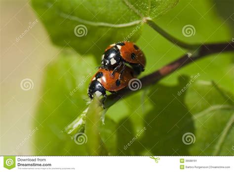 Lady Bugs Royalty Free Stock Photography 39588191