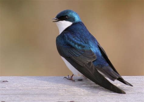 World Beautiful Birds Tree Swallows Birds Facts And Latest Pictures