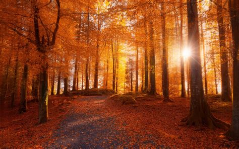 Morning Forest Sunlight Path Trees Fall Leaves Nature Landscape Norway Dirt Road