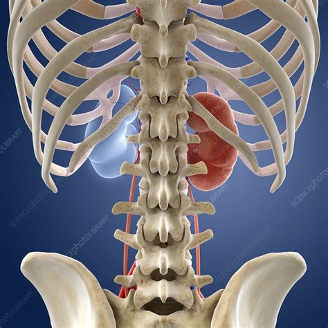 Single Kidney Anatomy Artwork Stock Image C0162897 Science