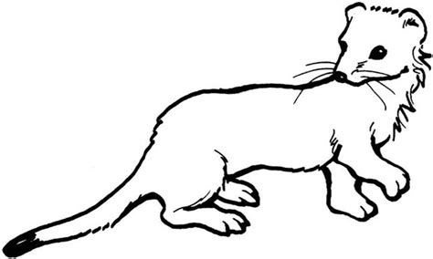 Weasel Coloring Pages Coloring Pages