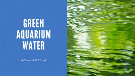 Green Aquarium Water 4 Causes And 7 Fixes Aquariumstoredepot