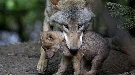 Wolf Cubs Youtube